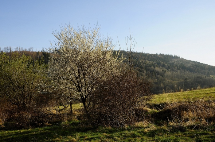 Nad Petrovicemi, 29.3.2014